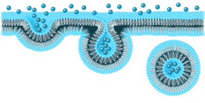 Adsorption-LSL.png